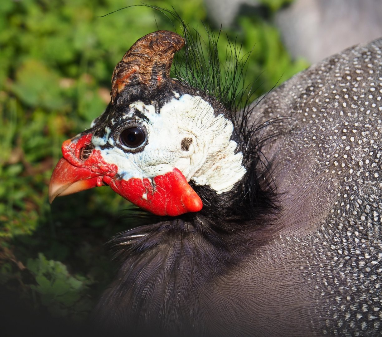 Helmeted guineafowl (Numida meleagris), 2019-04-06