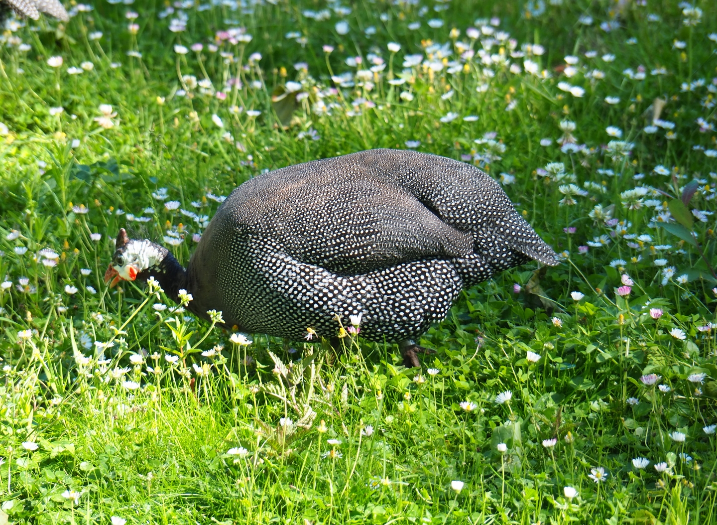 Helmeted guineafowl (Numida meleagris), 2019-05-31