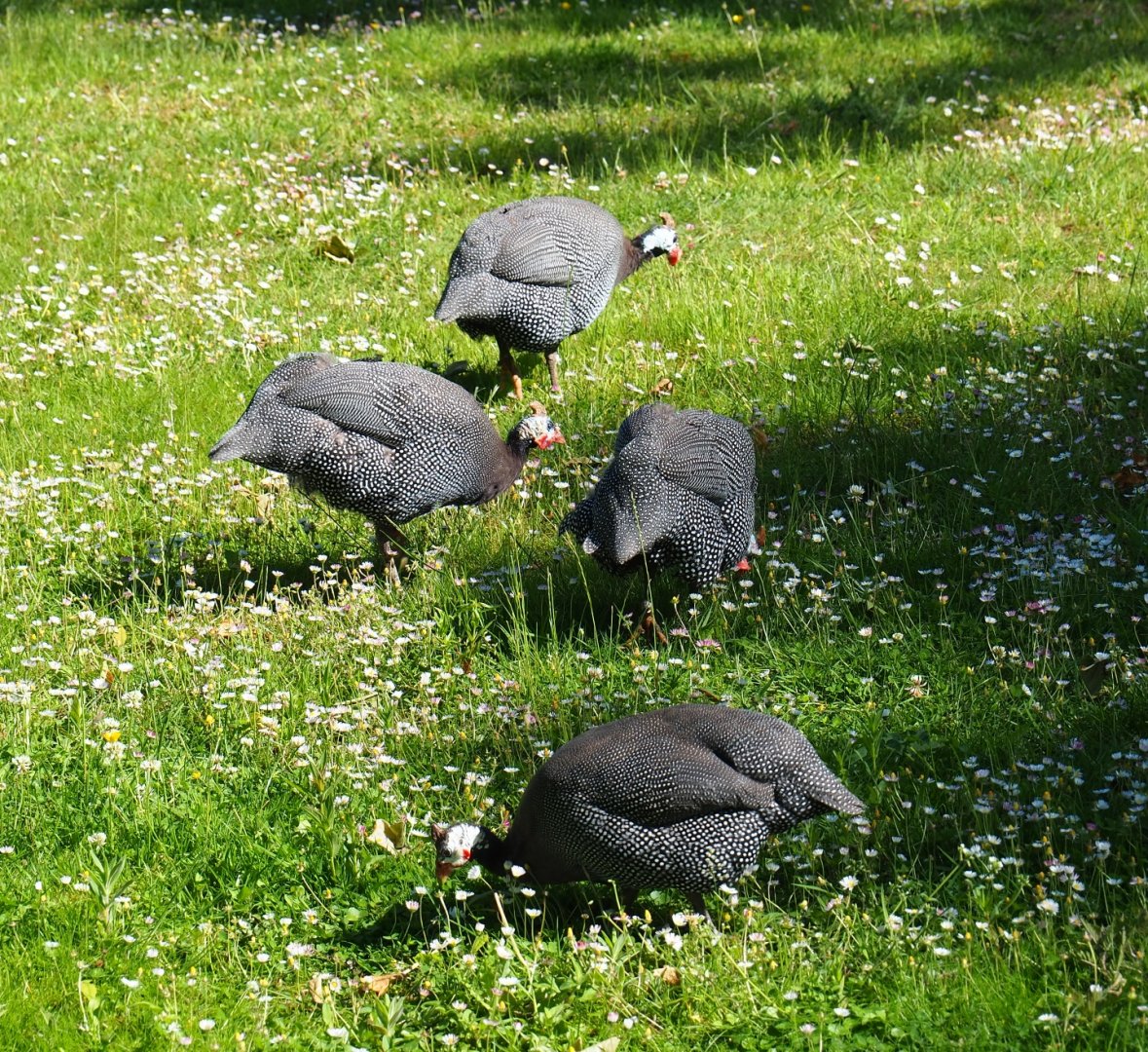 Helmeted guineafowl (Numida meleagris), 2019-05-31