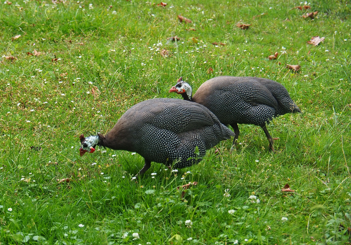 Helmeted guineafowl (Numida meleagris), 2019-06-26