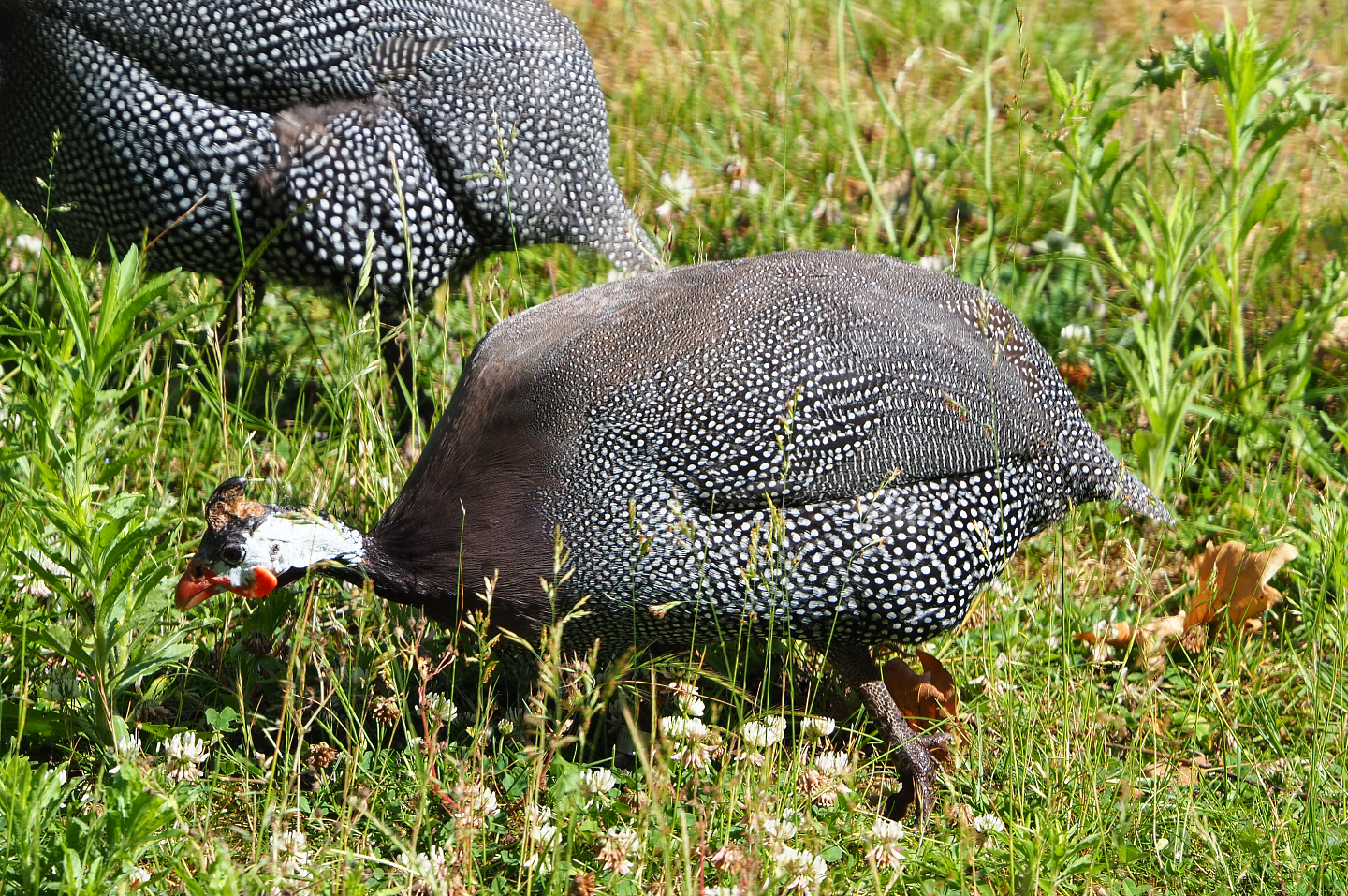 Helmeted guineafowl (Numida meleagris), 2020-06-12
