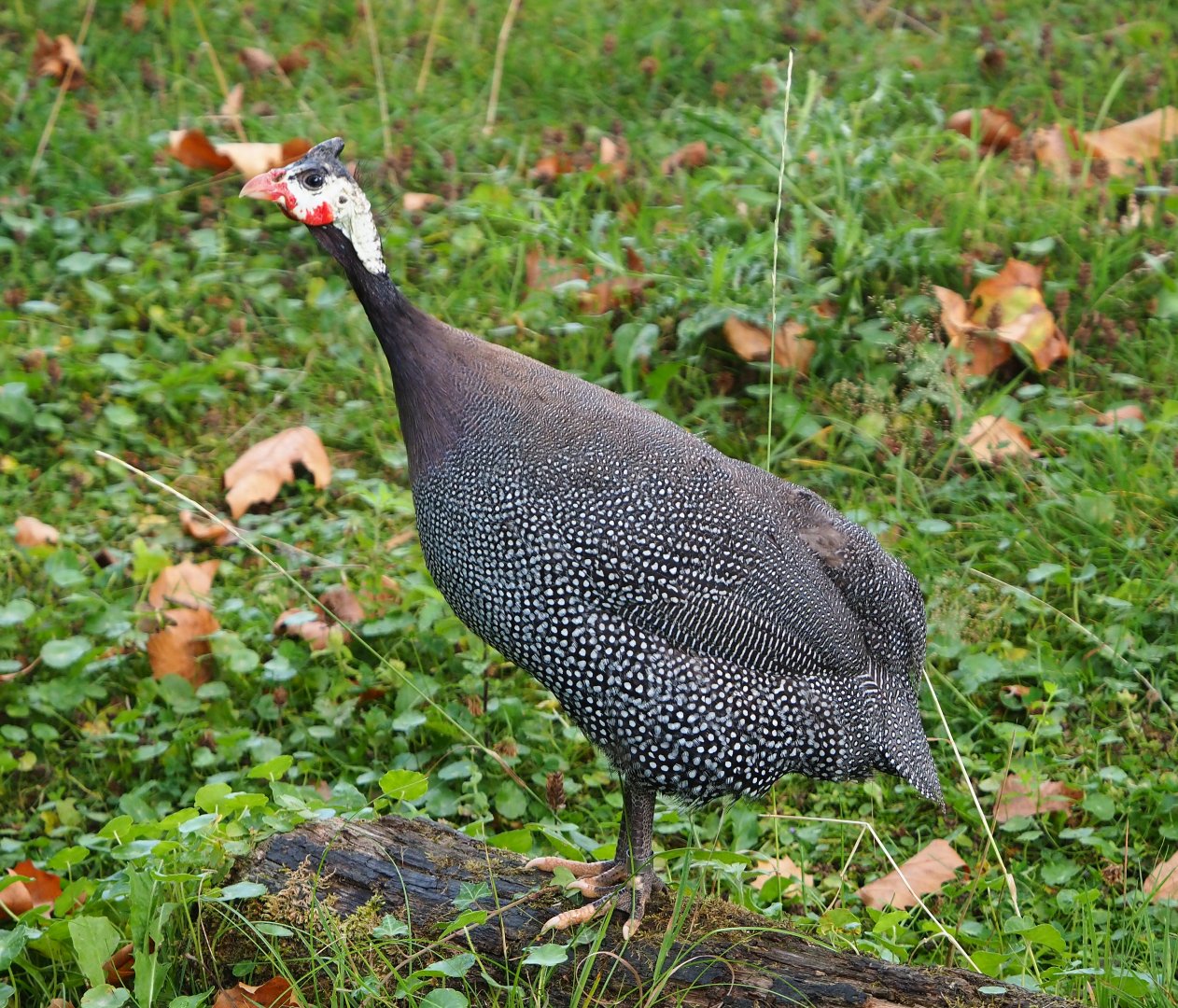 Helmeted guineafowl (Numida meleagris), 2020-08-15