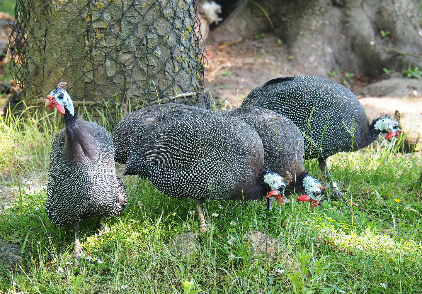 Helmeted guineafowl (Numida meleagris), 2022-06-15