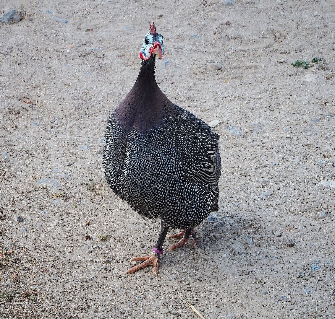 Helmeted guineafowl (Numida meleagris), 2022-07-16