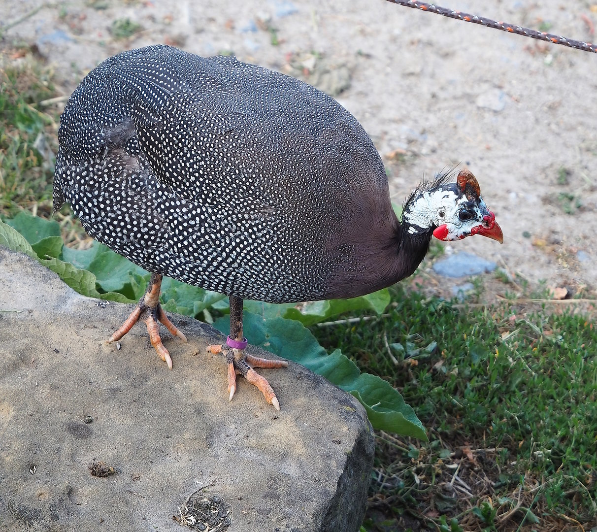 Helmeted guineafowl (Numida meleagris), 2022-07-16