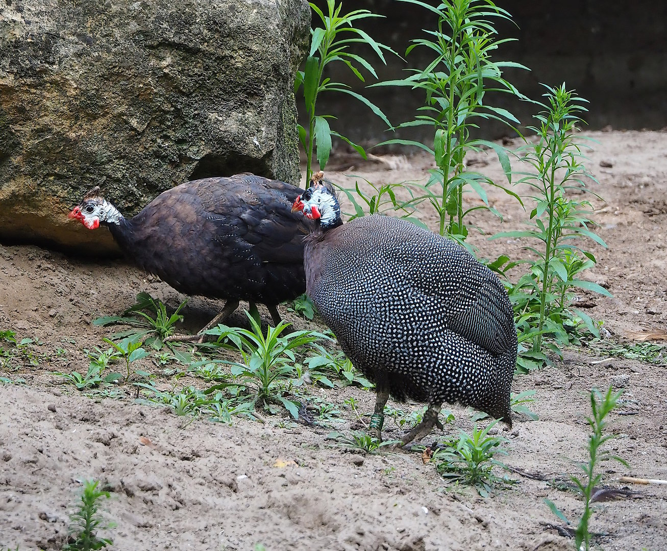 Helmeted guineafowl (Numida meleagris), 2022-08-28