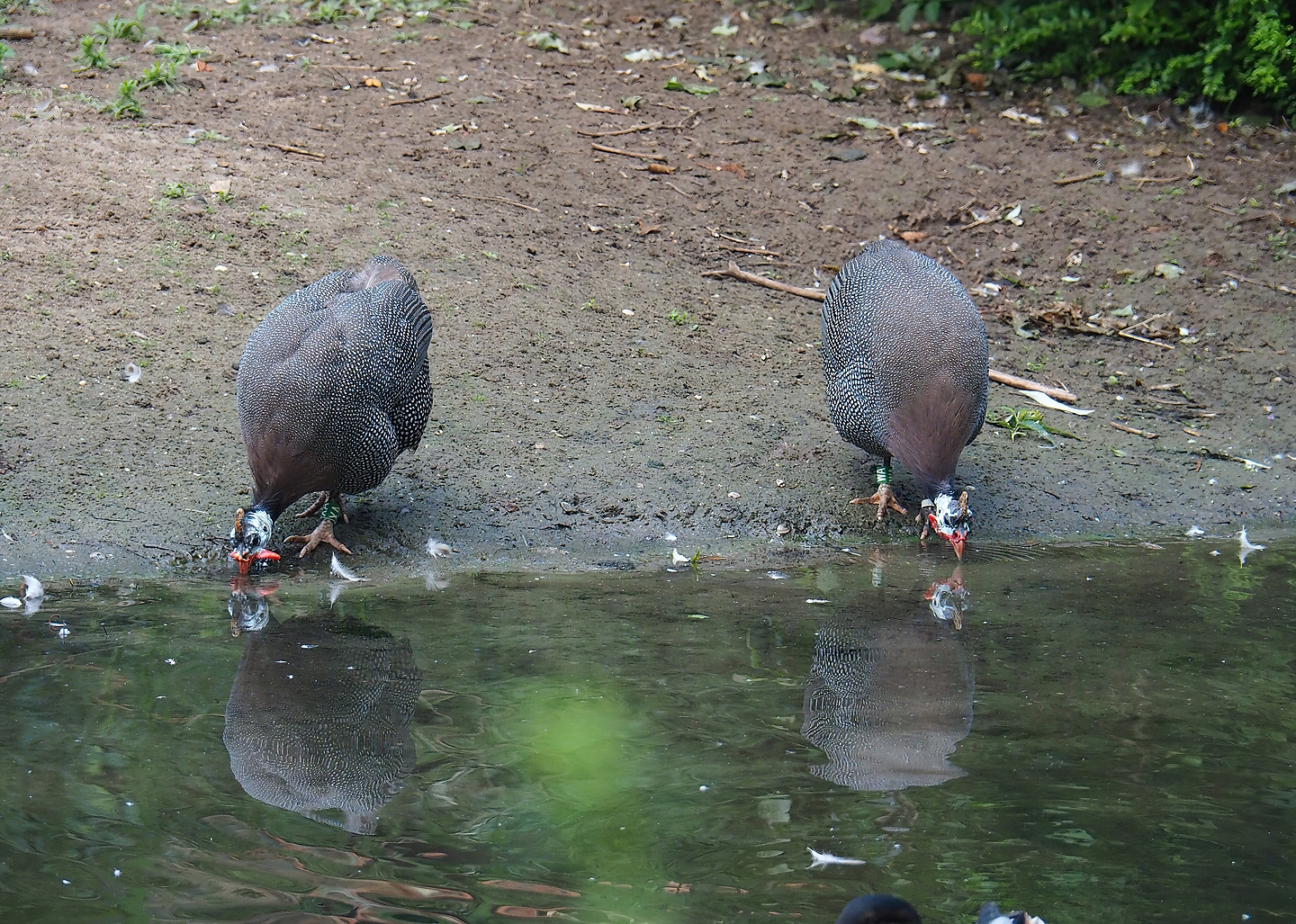 Helmeted guineafowl (Numida meleagris), 2022-08-28