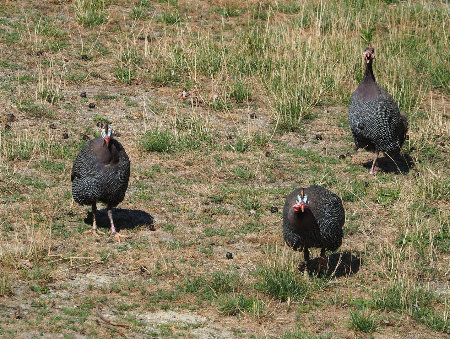 Helmeted guineafowl (Numida meleagris), 2023-07-08