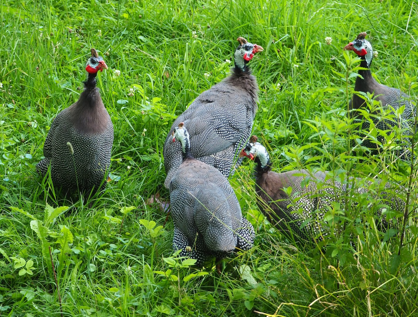 Helmeted guineafowl (Numida meleagris), 2023-07-26