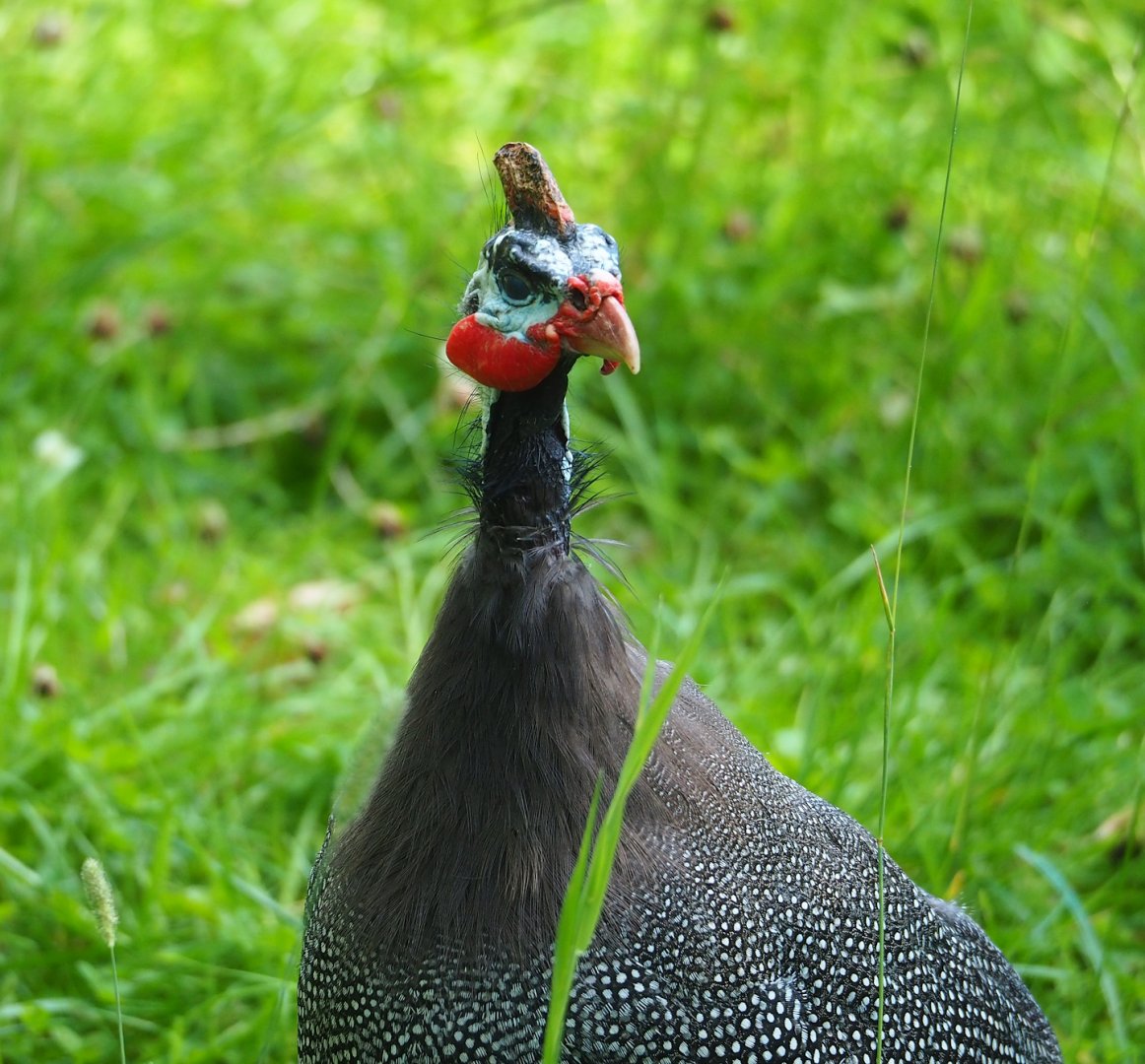 Helmeted guineafowl (Numida meleagris), 2023-07-26