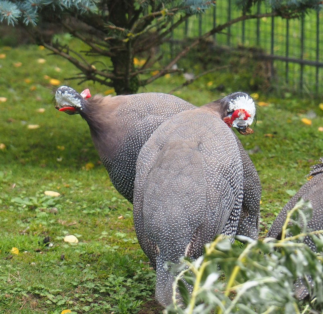 Helmeted guineafowl (Numida meleagris), 2023-08-17
