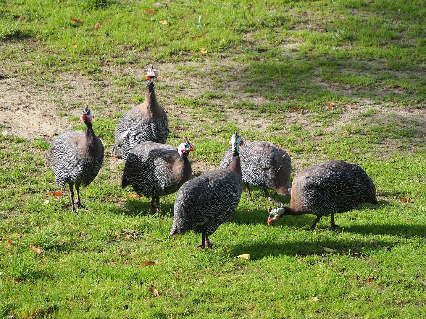 Helmeted guineafowl (Numida meleagris), 2023-09-19