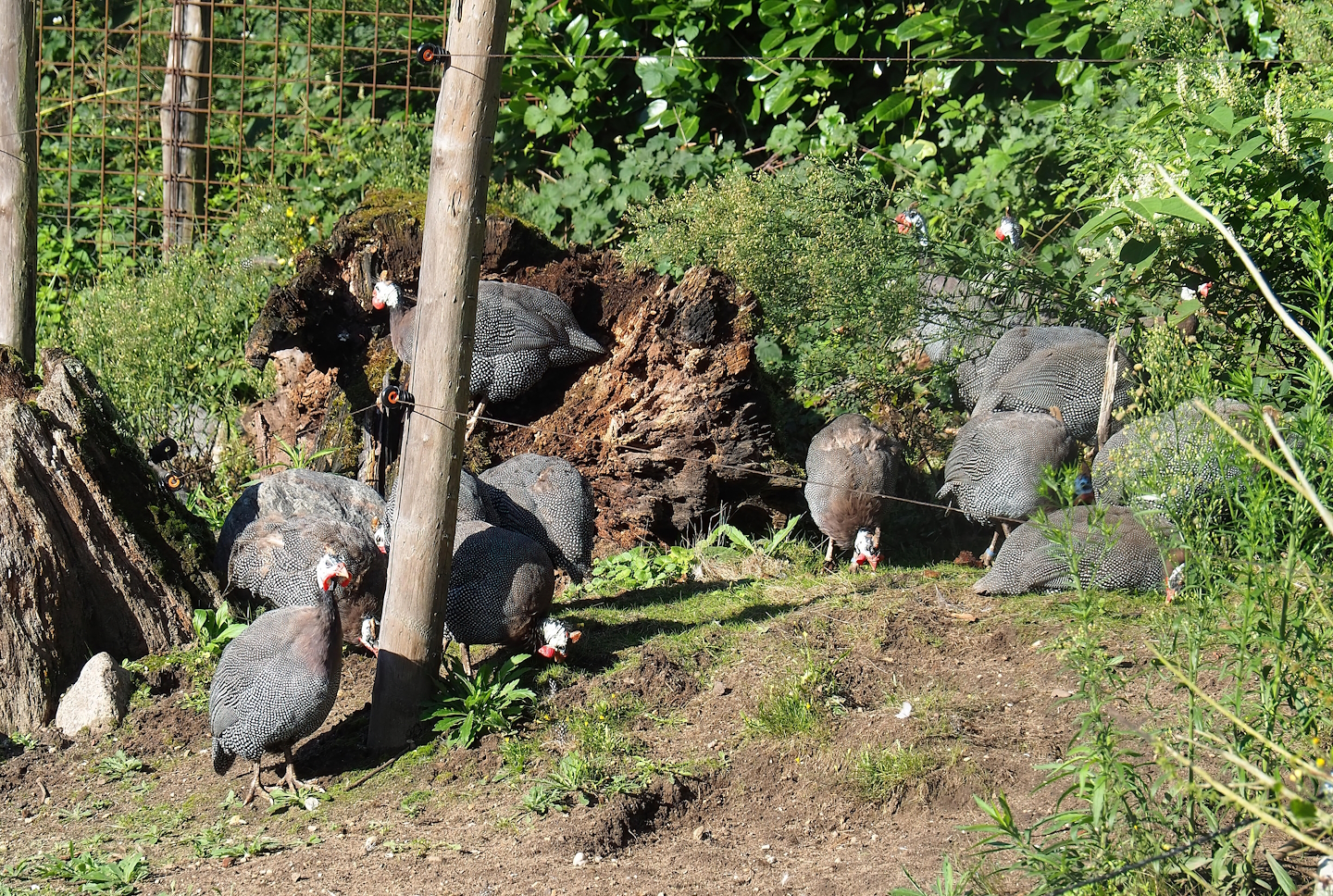 Helmeted guineafowl (Numida meleagris), 2023-09-24