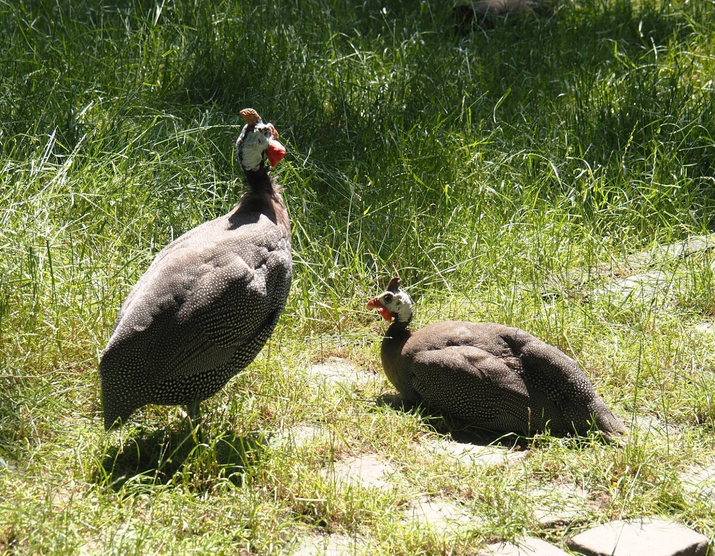 Helmeted guineafowl (Numida meleagris), 2024-06-08