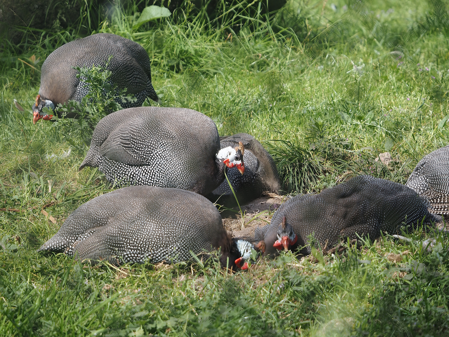 Helmeted guineafowl (Numida meleagris), 2024-06-30