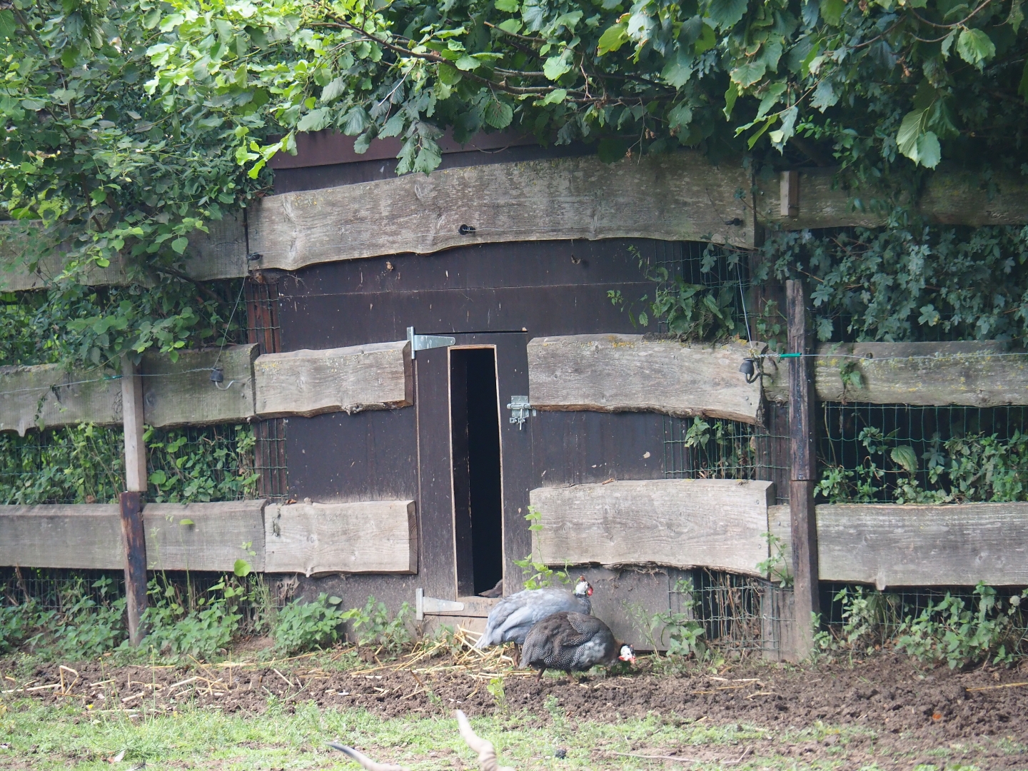 Helmeted guineafowl (Numida meleagris) coop
