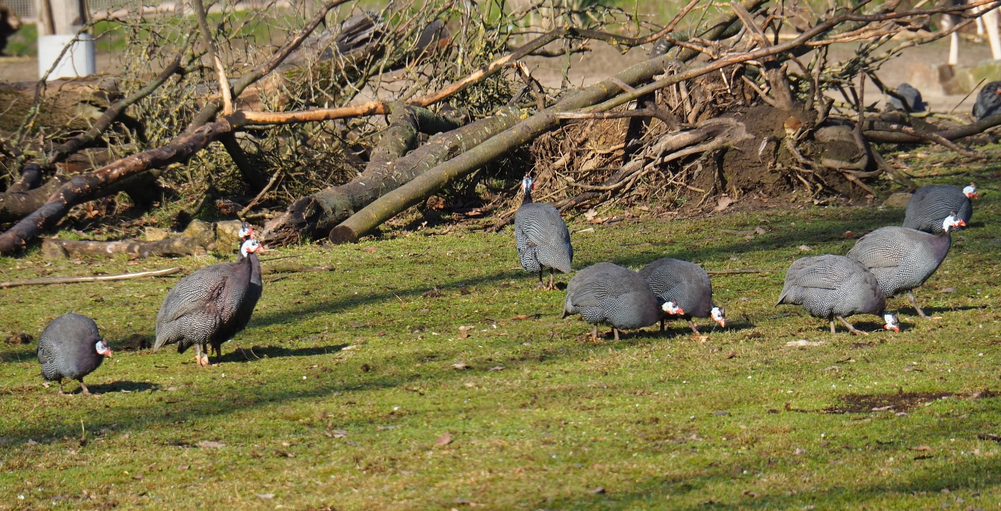 Helmeted guineafowl (Numida meleagris), Feb 16th, 2019