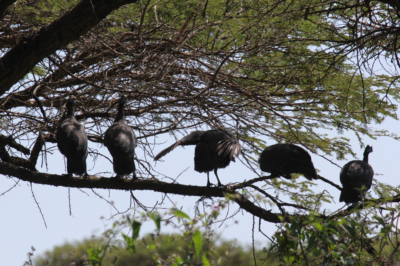 helmeted guineafowl (Numida meleagris) on a tree
