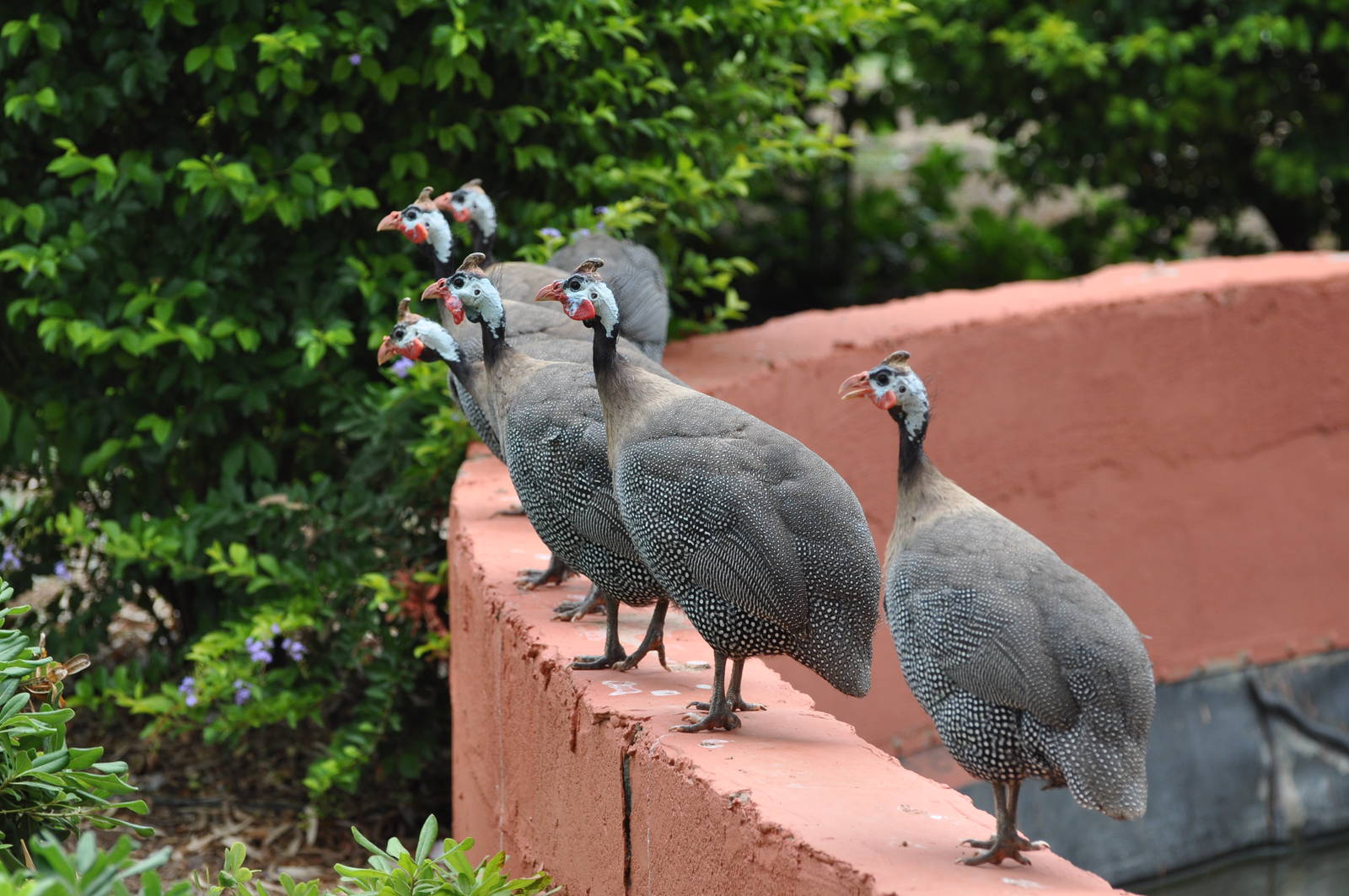 Helmeted guineafowl/ Numida meleagris