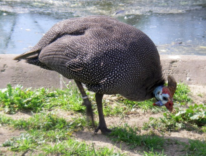 Helmeted Guineafowl (Numida meleagris)