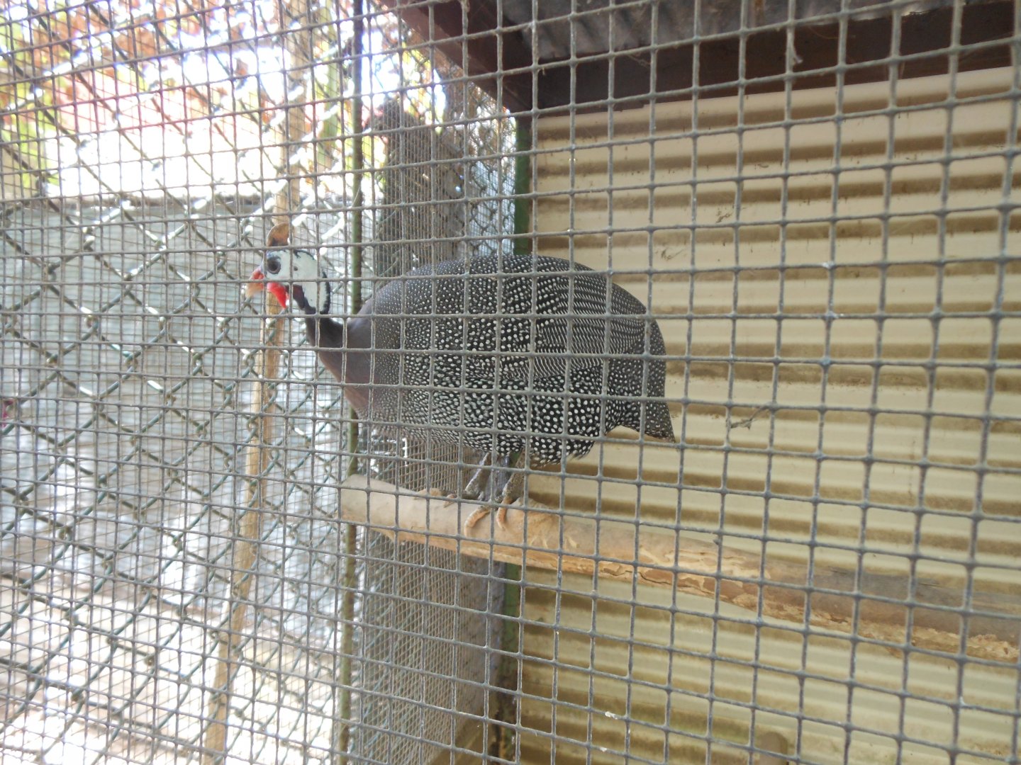 Helmeted guineafowl (Numida meleagris)