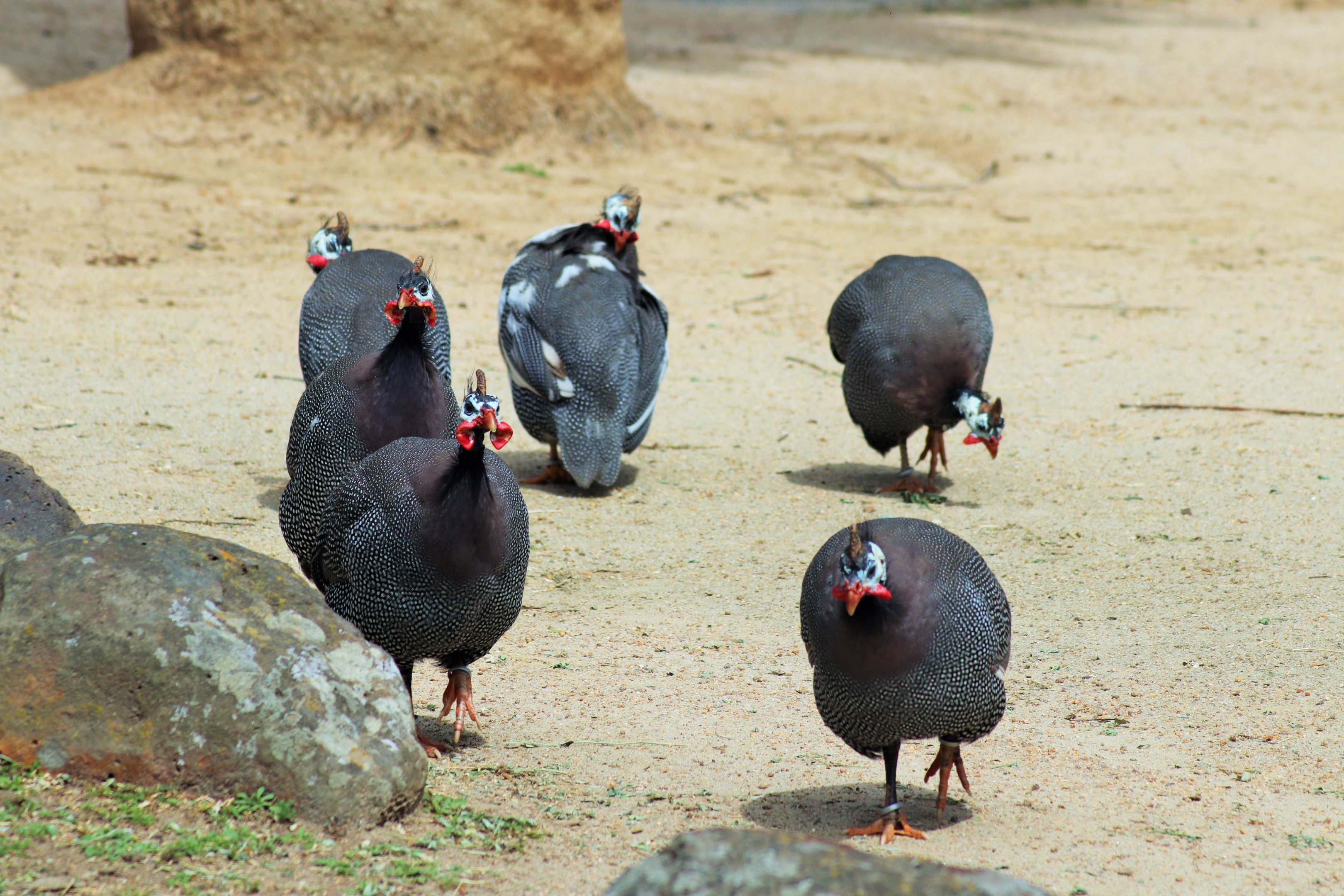 Helmeted Guineafowl (Numida meleagris)