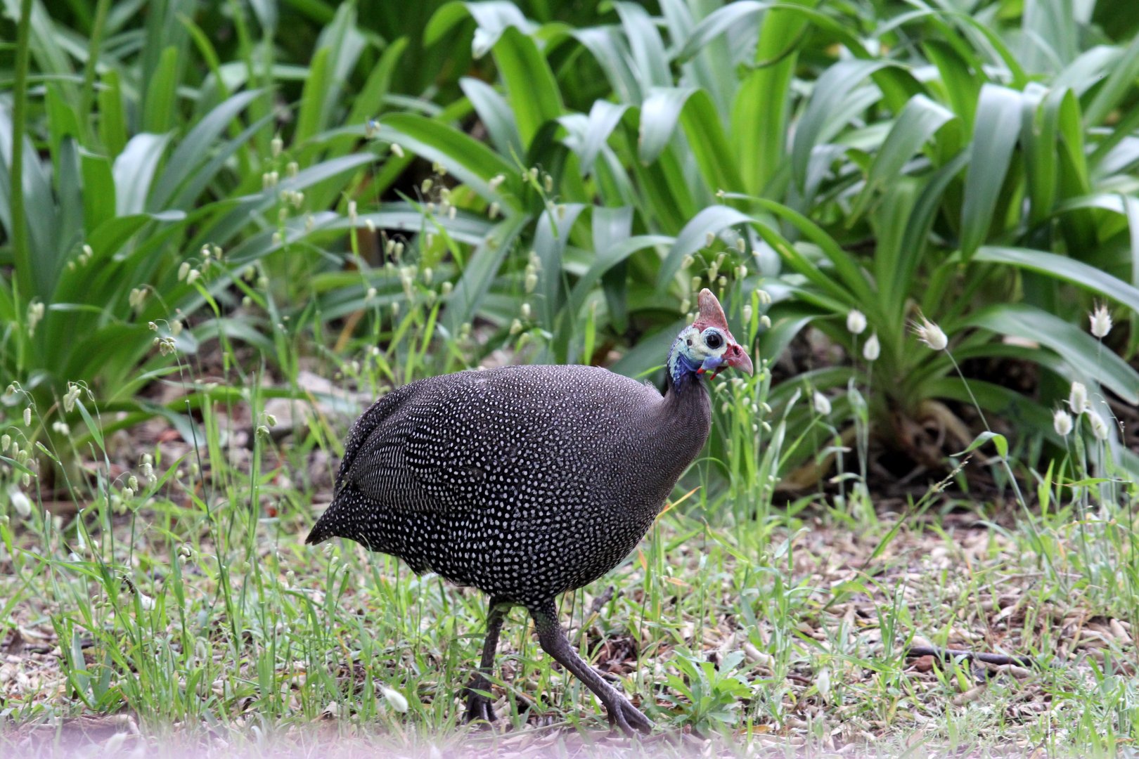 Helmeted Guineafowl (Numida meleagris)