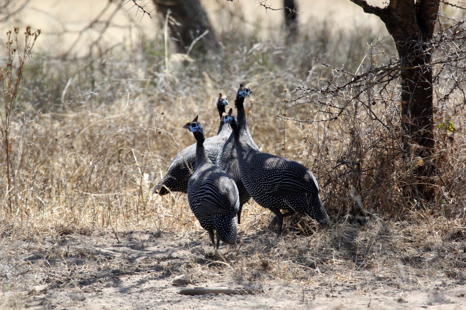 helmeted guineafowl (Numida meleagris)