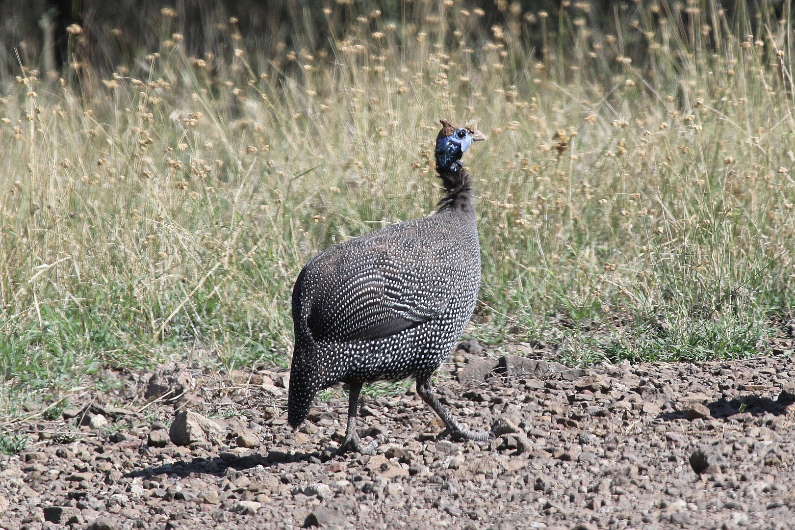Helmeted Guineafowl (Numida meleagris)
