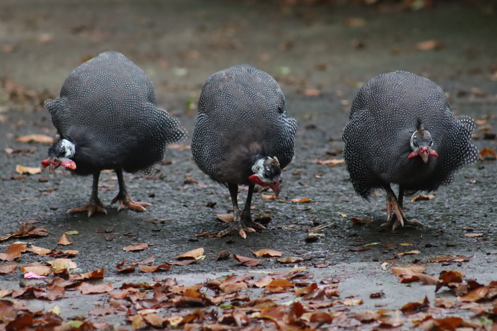 Helmeted guineafowl (Numida meleagris)