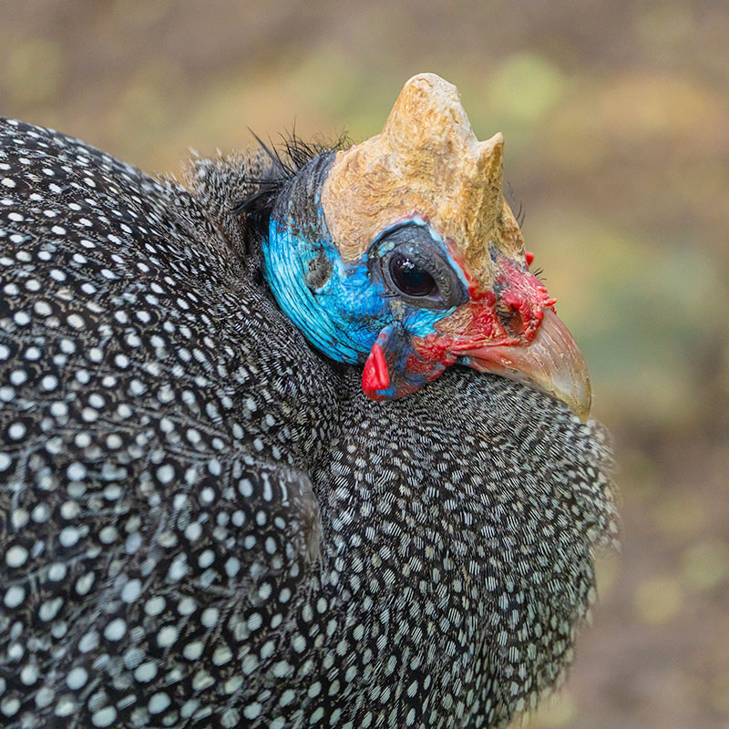 Helmeted Guineafowl (Numida Meleagris)