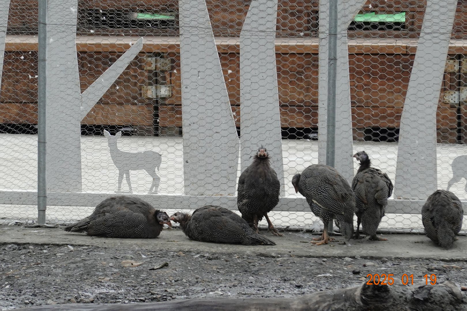 Helmeted Guineafowl (Numida meleagris)