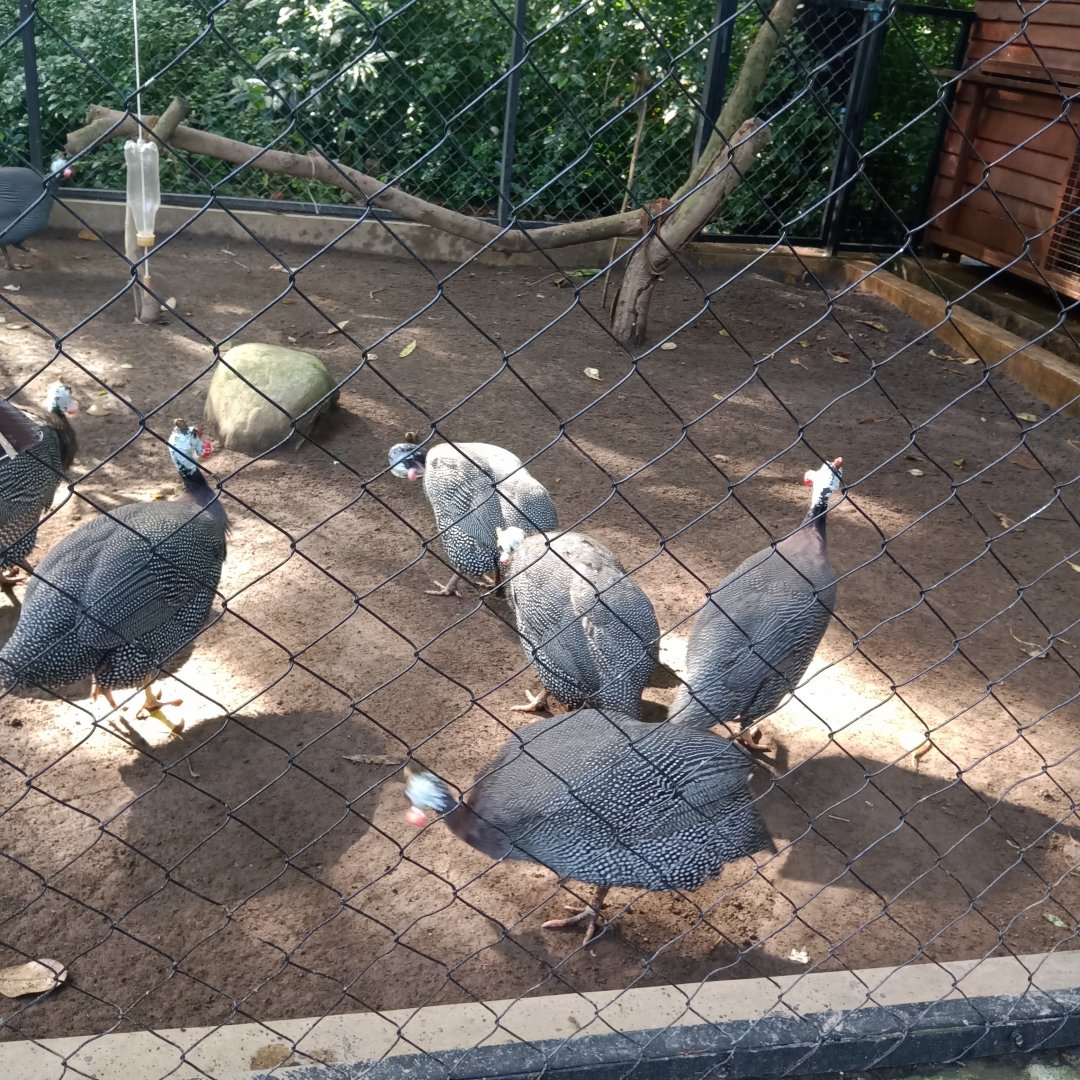 Helmeted guineafowl (Numida meleagris)