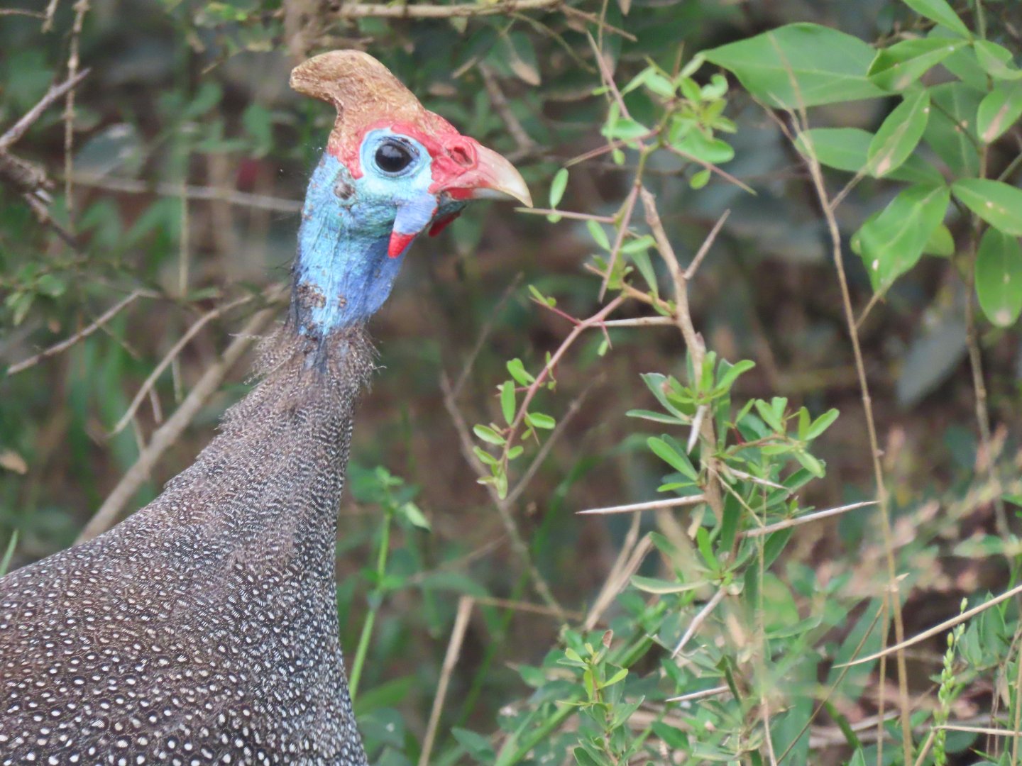 Helmeted Guineafowl (Numida meleagris)