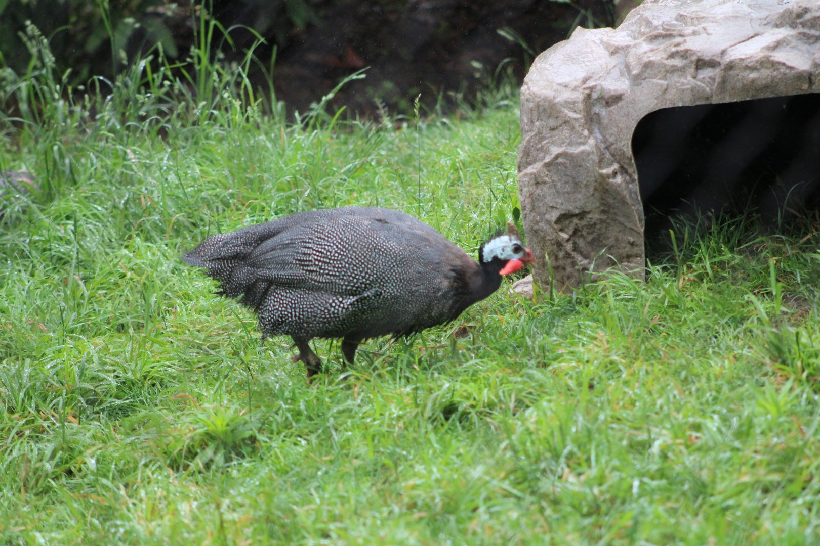 Helmeted Guineafowl (Numida meleagris)