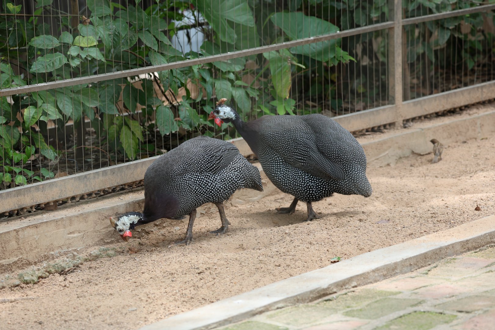 Helmeted guineafowl (Numida meleagris)