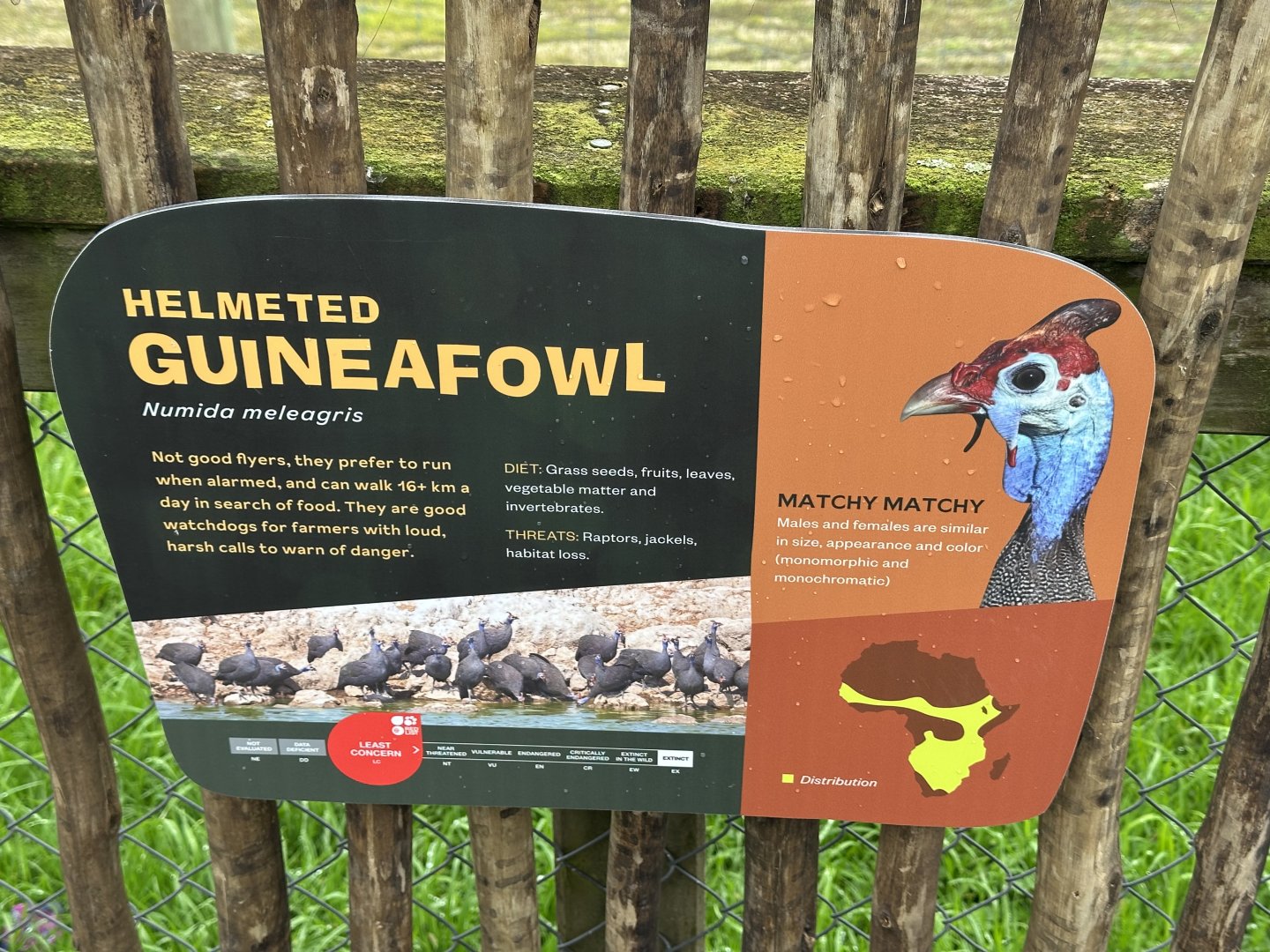 Helmeted Guineafowl Signage