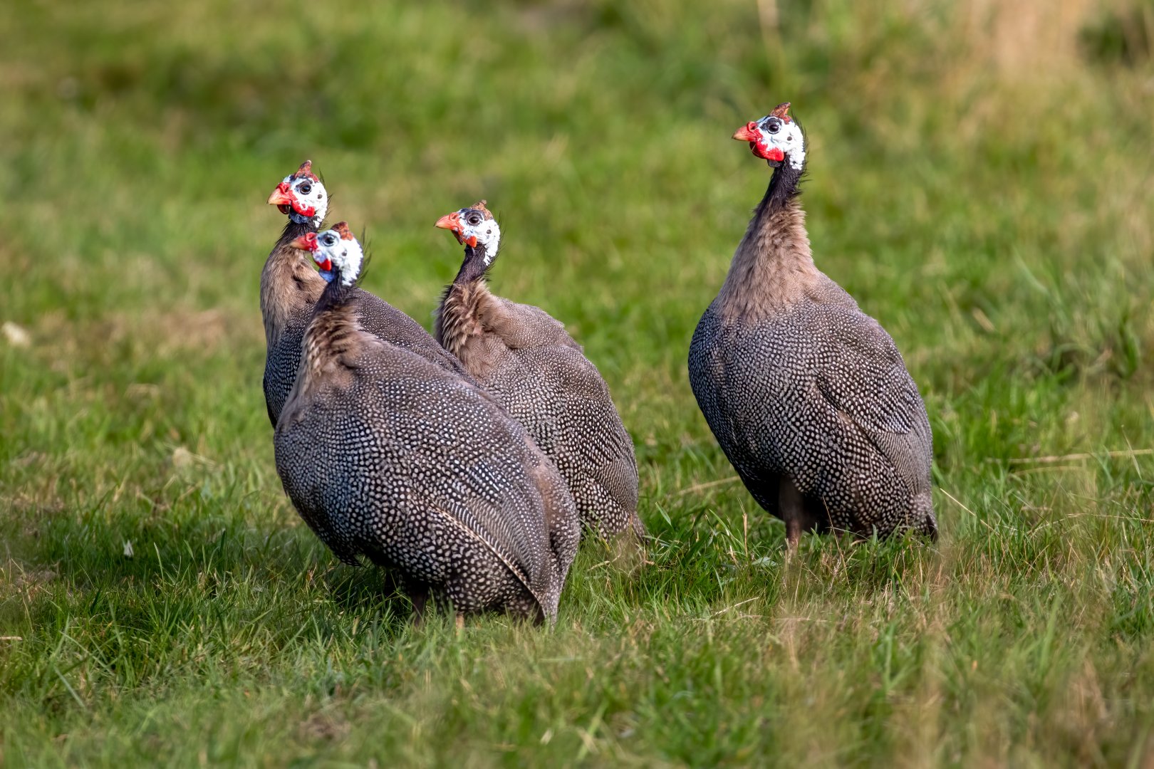 Helmeted Guineafowl / Watatunga / 1-9-20