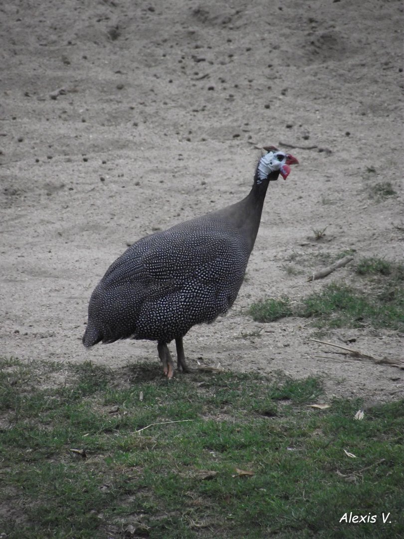 Helmeted Guineafowl - Zooparc de Beauval - 07/2020