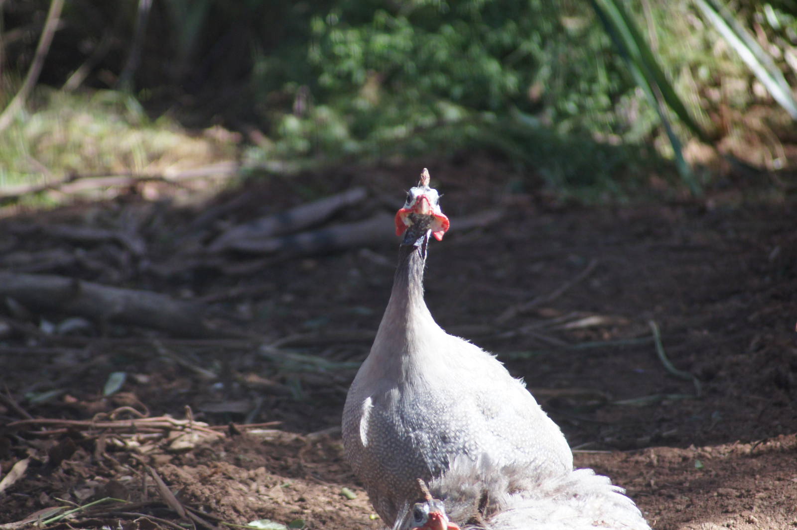 Helmeted Guineafowl