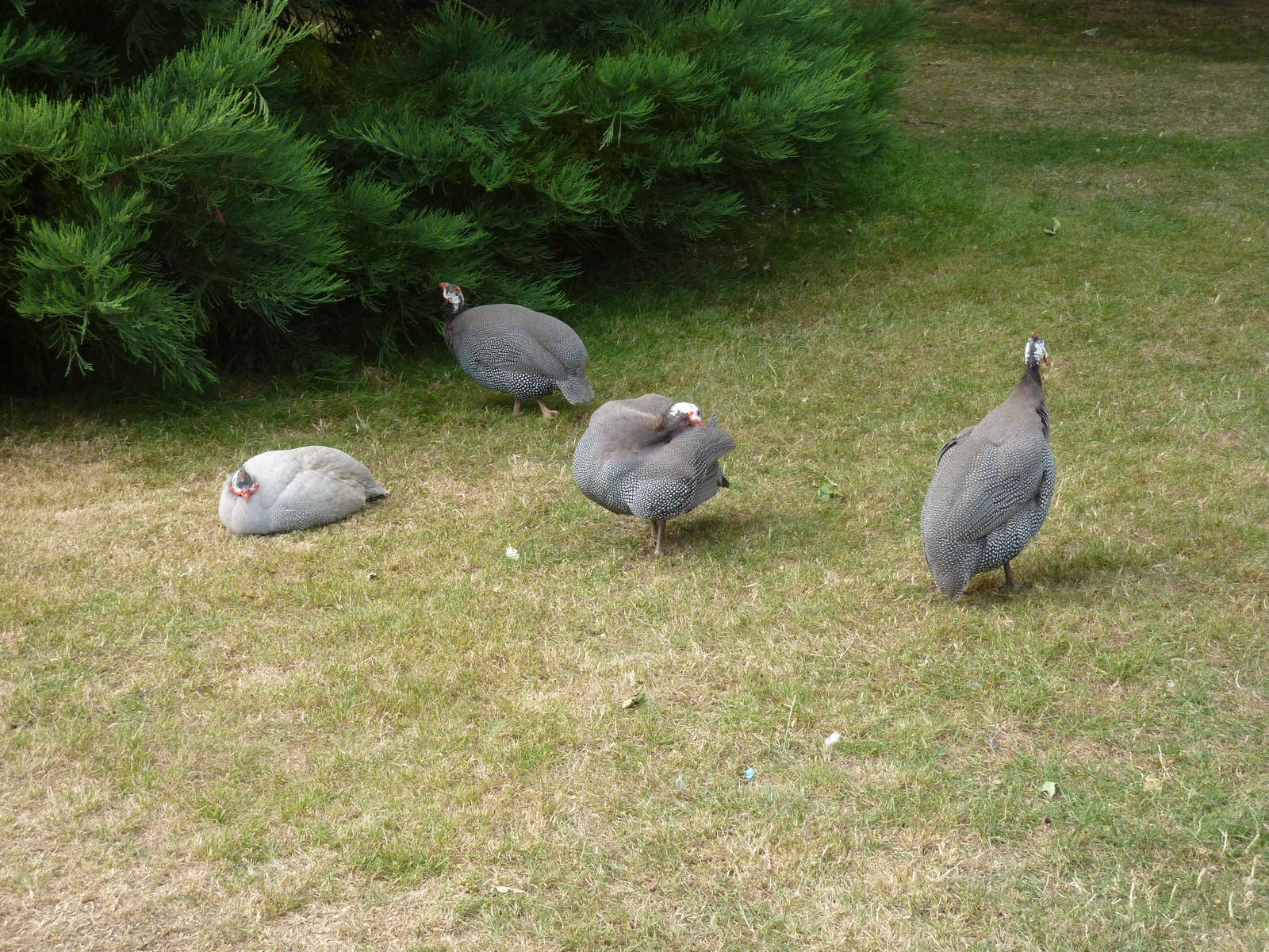Helmeted guineafowl