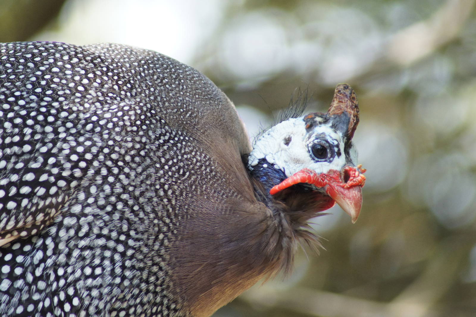 Helmeted Guineafowl