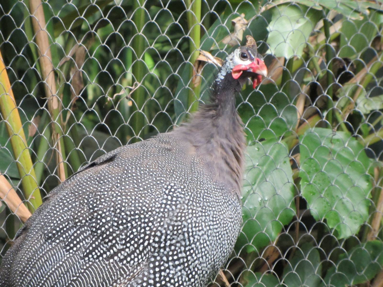 Helmeted Guineafowl