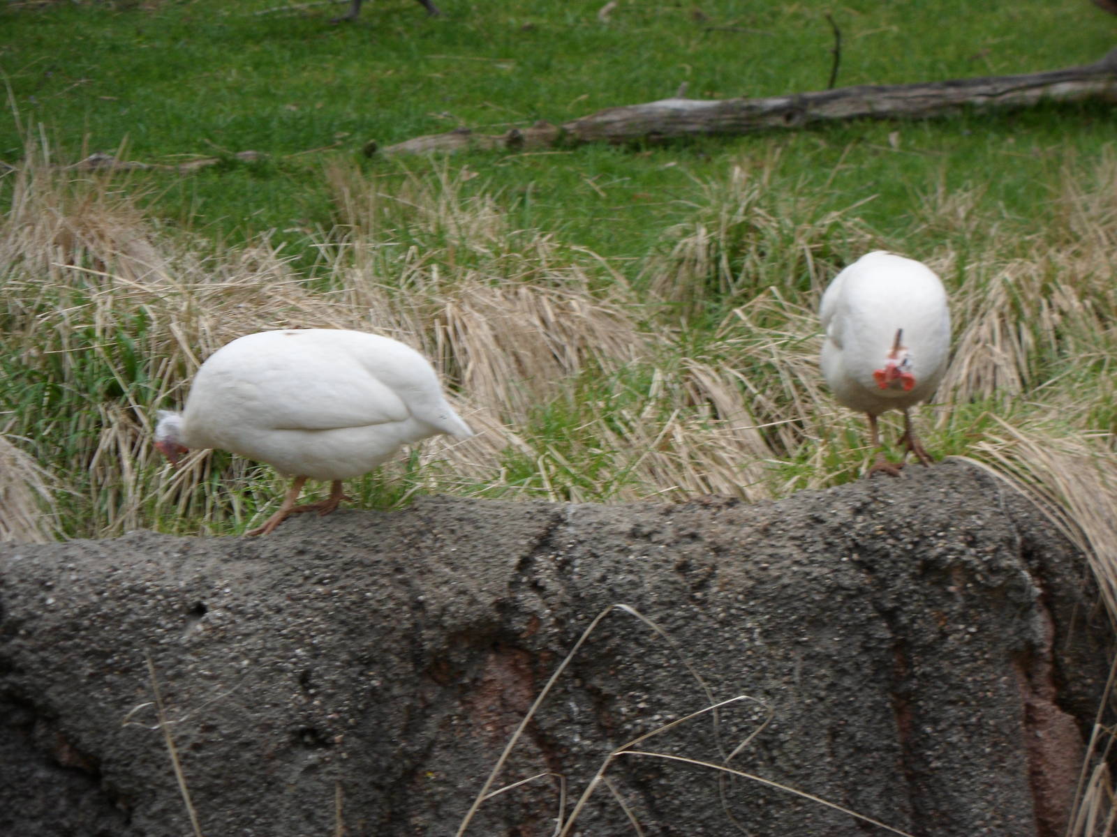 Helmeted Guineafowl