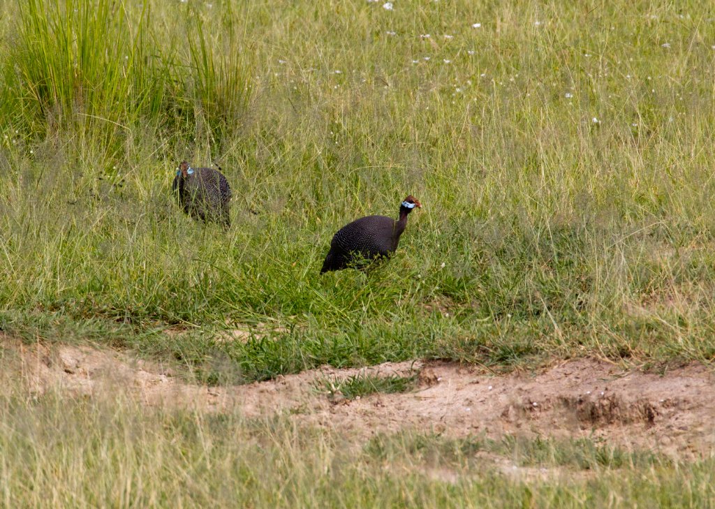 Helmeted Guineafowl