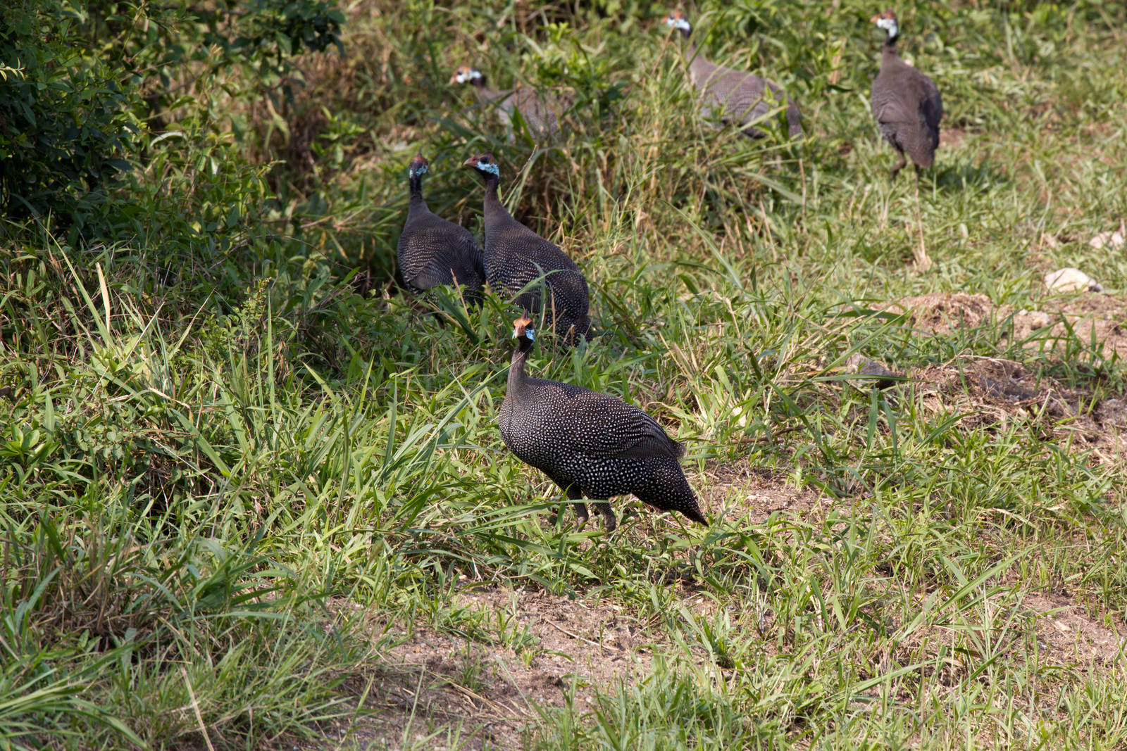 Helmeted Guineafowl