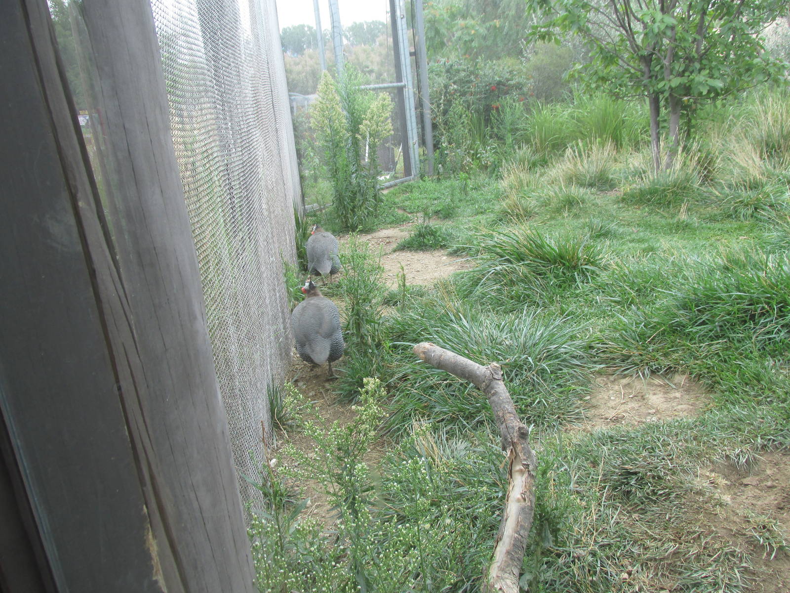 Helmeted Guineafowl