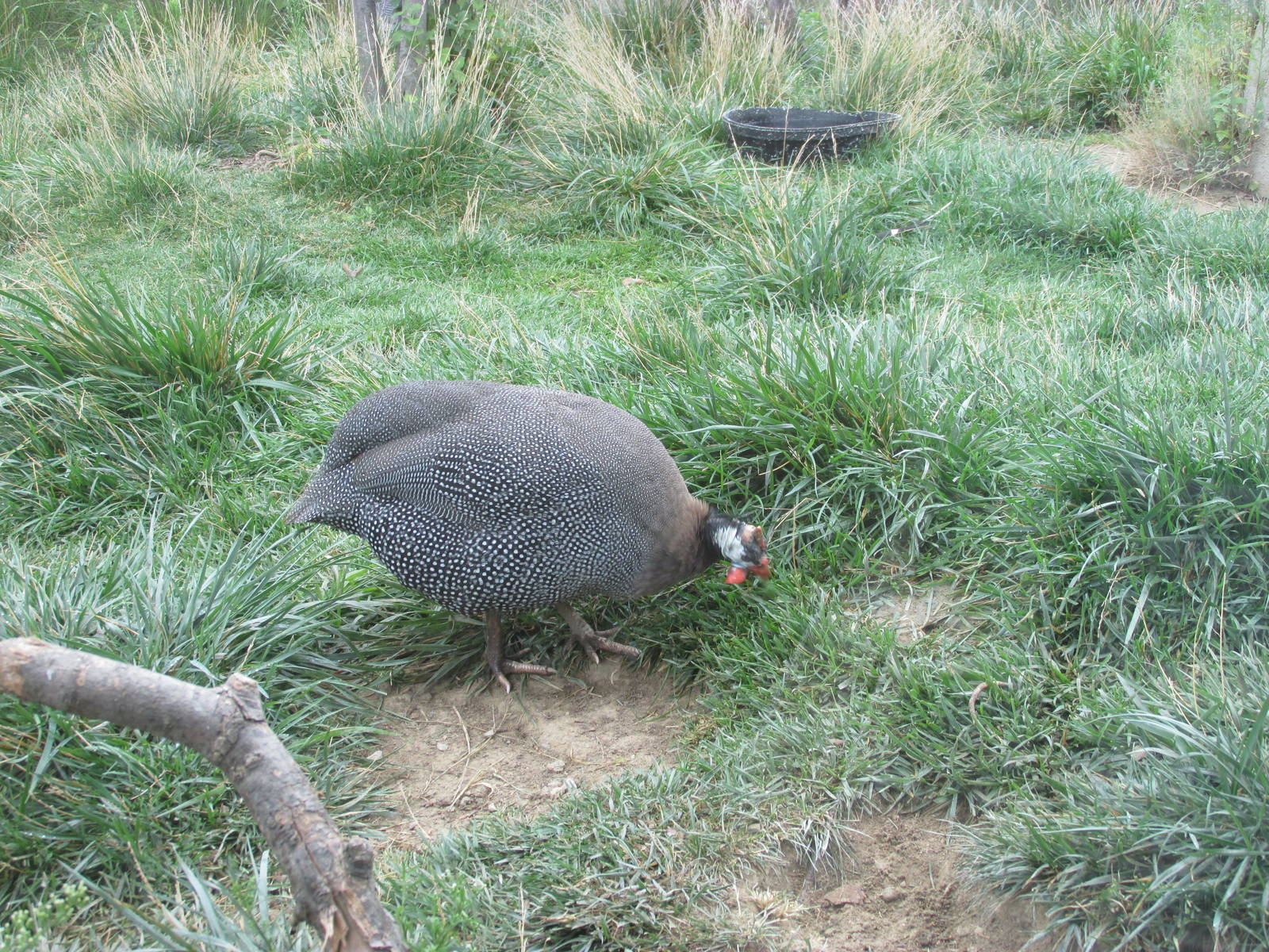 Helmeted Guineafowl