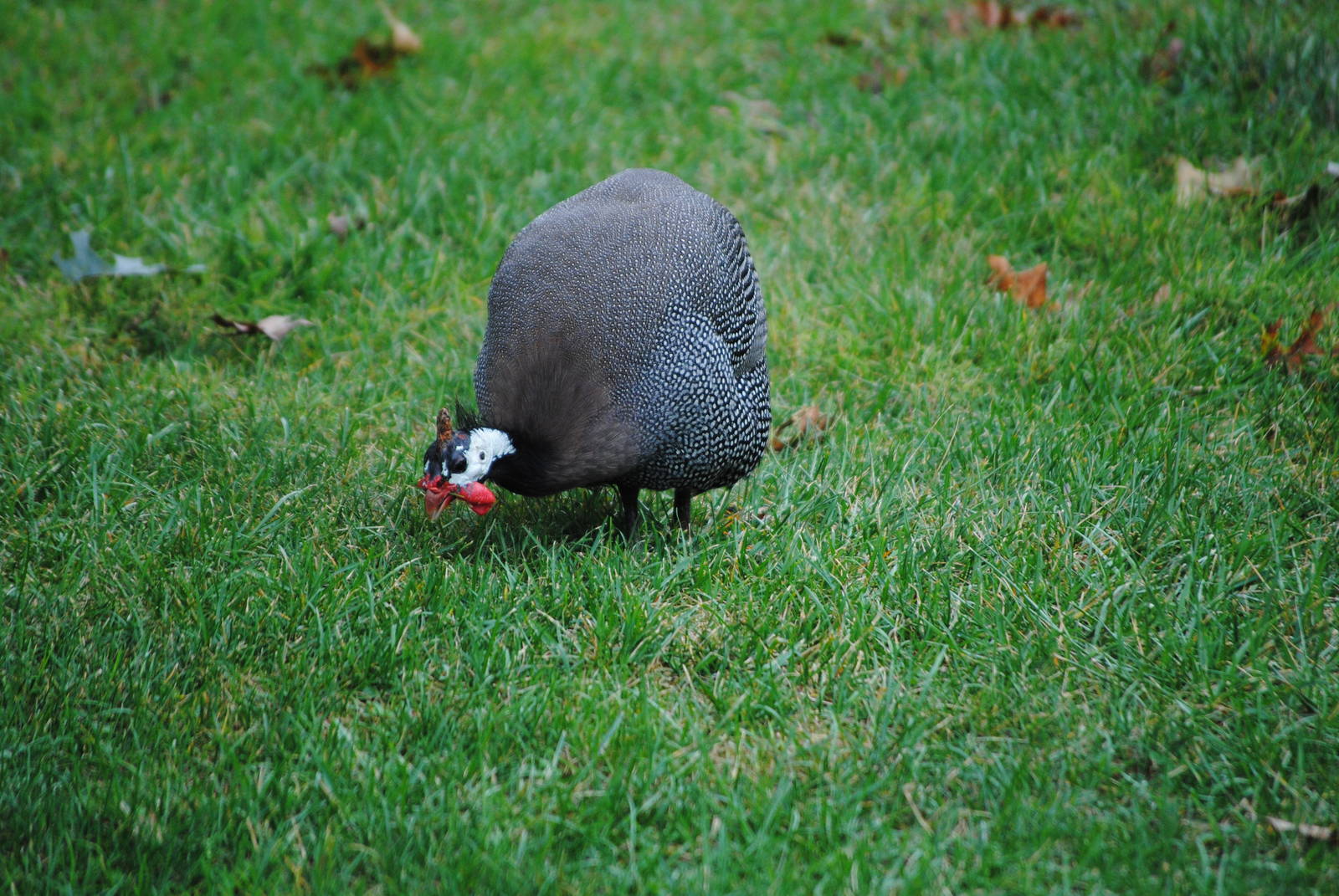 Helmeted Guineafowl