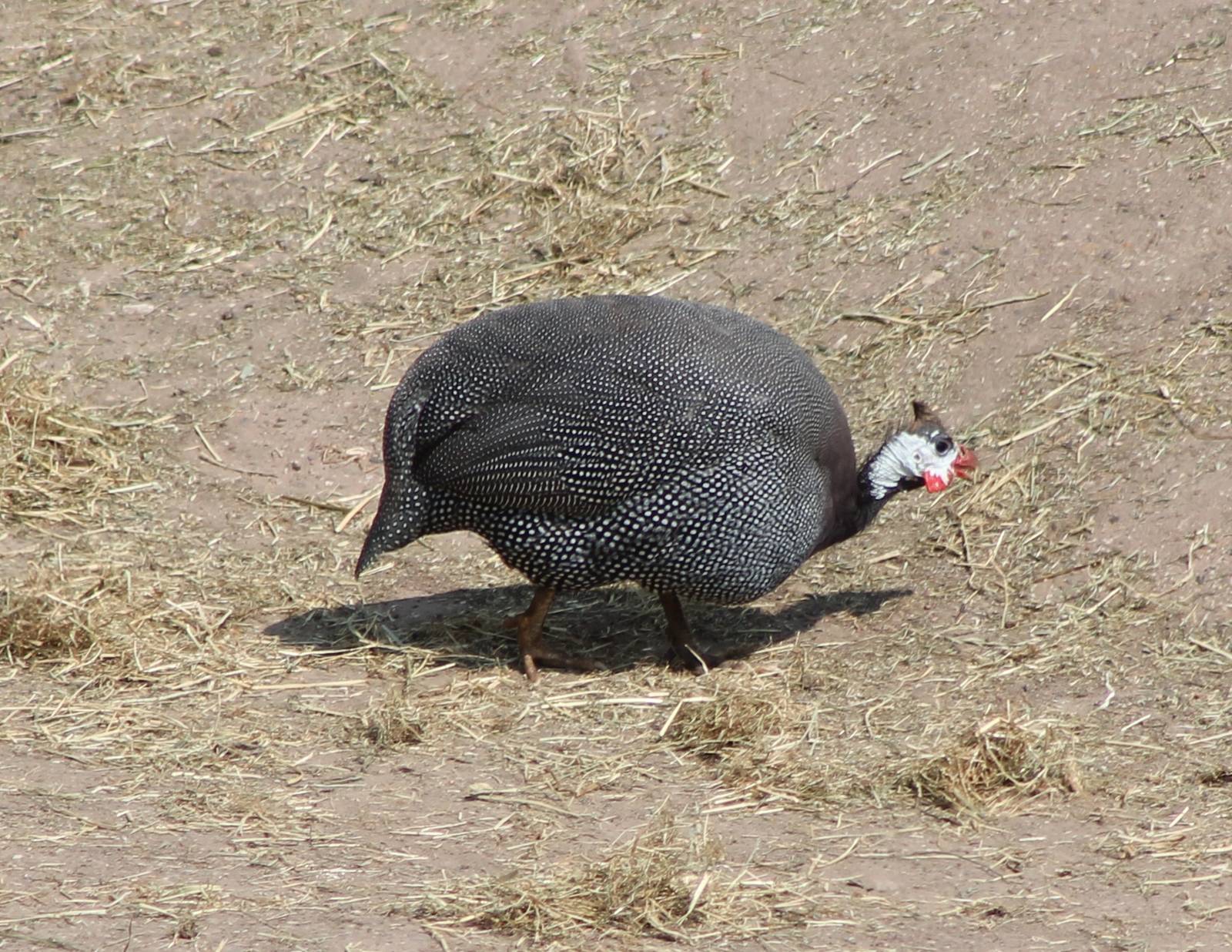 Helmeted guineafowl